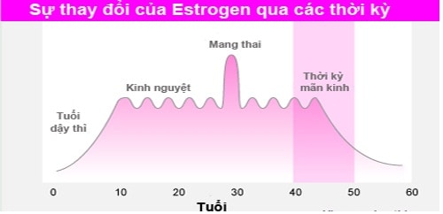 điều hòa nội tiết tố 2