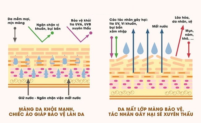 Hàng rào bảo vệ da