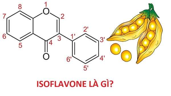 Isoflavone