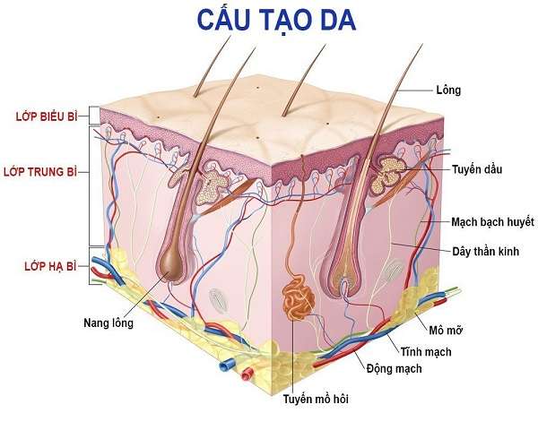 Cấu tạo da