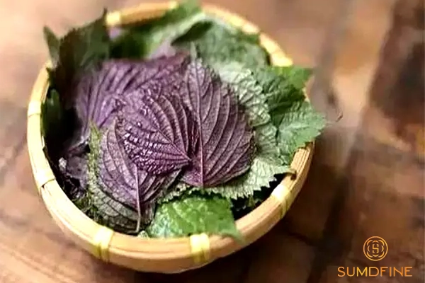 Tía tô trị nám râu