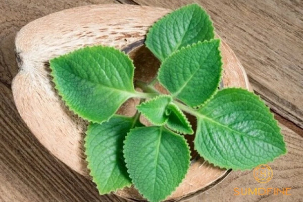 Rau tần dày lá có trị nám được không? Cách dùng đúng như thế nào? 3 Thành phần trị nám trong rau tần dày lá