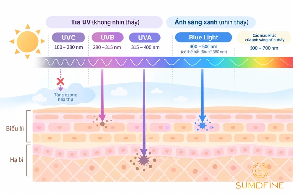 Phân biệt tia UV và ánh sáng xanh: Cái nào hại da hơn? 2 Phân biệt tia uv và ánh sáng xanh